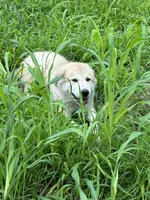 Be’Lou, a male Alaskan Husky and Labrador Retriever for sale in Kansas City, KS – 1 of 3