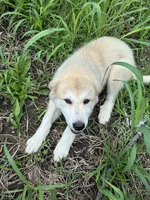 Be’Lou, a male Alaskan Husky and Labrador Retriever for sale in Kansas City, KS – 2 of 3