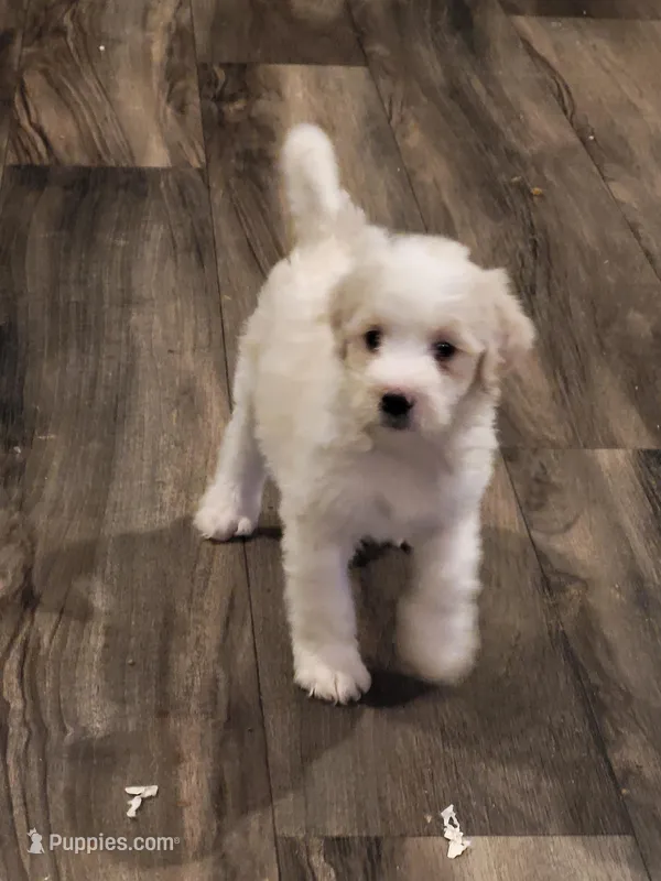 Snowy – Bernedoodle puppy for sale in Fort Worth, TX