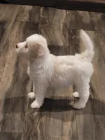 Snowy, a female Bernedoodle for sale in Fort Worth, TX – 2 of 3