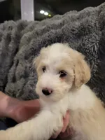 Snowy, a female Bernedoodle for sale in Fort Worth, TX – 3 of 3