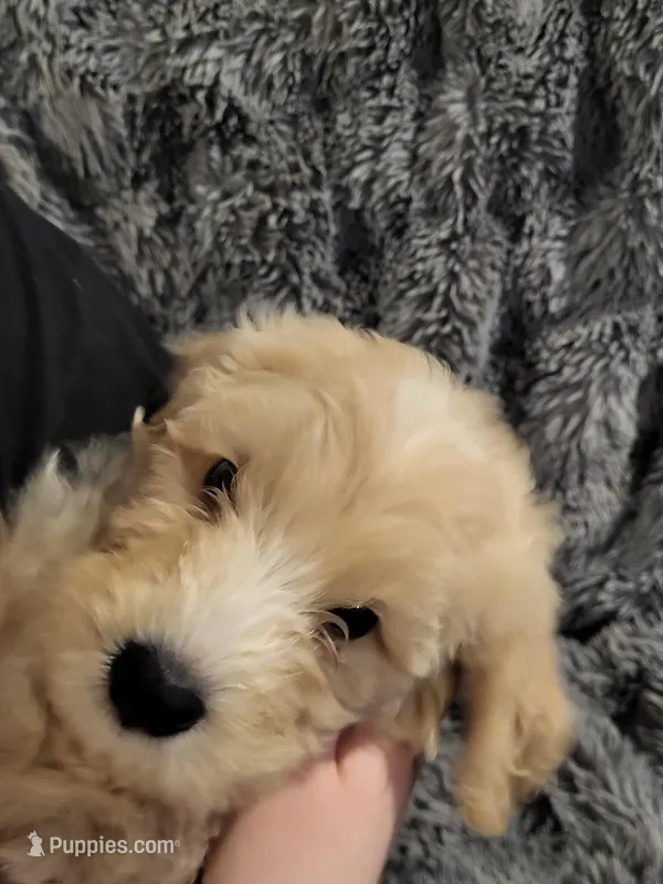 Elle – Bernedoodle puppy for sale in Fort Worth, TX