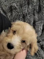 Elle, a female Bernedoodle for sale in Fort Worth, TX – 1 of 2