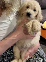 Elle, a female Bernedoodle for sale in Fort Worth, TX – 2 of 2