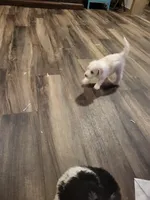 Little Bit, a female Bernedoodle for sale in Dallas, TX – Photo 3 of 3