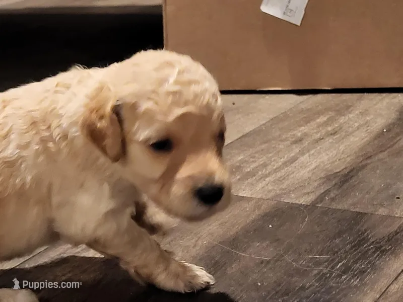 Charming – Bernedoodle puppy for sale in Dallas, TX