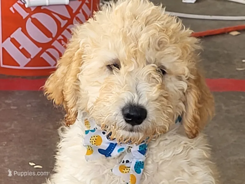 Charming – Bernedoodle puppy for sale in Fort Worth, TX