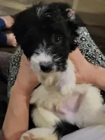 Roman , a male Bernedoodle for sale in Fort Worth, TX – Photo 2 of 2