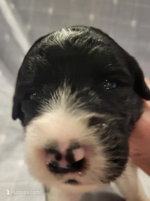 Roman  – Bernedoodle puppy for sale in Dallas, TX