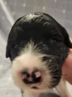 Roman , a male Bernedoodle for sale in Fort Worth, TX – Photo 1 of 2