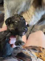 Moana, a female Bernedoodle for sale in Fort Worth, TX – 1 of 2