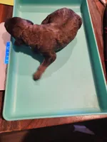 Moana, a female Bernedoodle for sale in Fort Worth, TX – 2 of 2