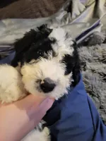 Princess Dot (Dotty), a female Bernedoodle for sale in Fort Worth, TX – 1 of 1