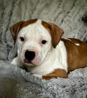 Five, a female American Bully for sale in Star Prairie, WI – 2 of 2