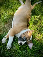 Arrow, a female American Bully for sale in Star Prairie, WI – 2 of 2