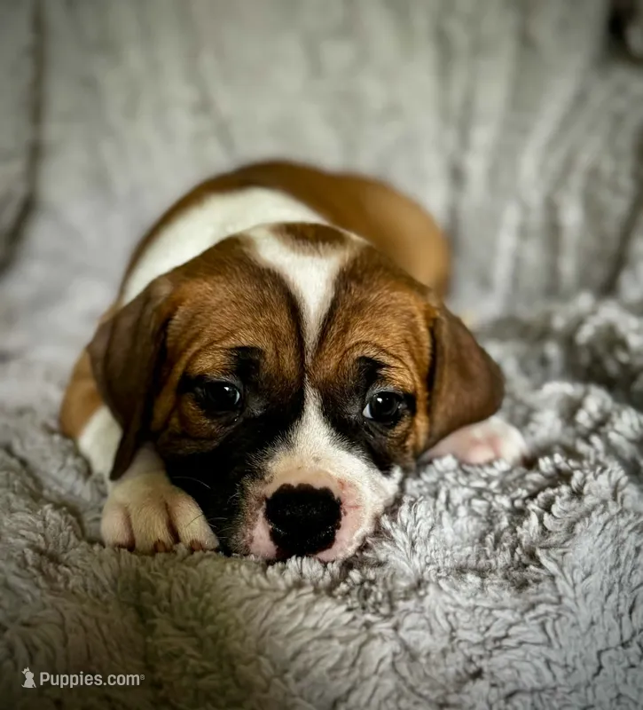 Arrow – American Bully puppy for sale in Star Prairie, WI