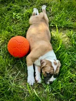 Arrow Female, a female American Bully for sale in Star Prairie, WI – 4 of 4