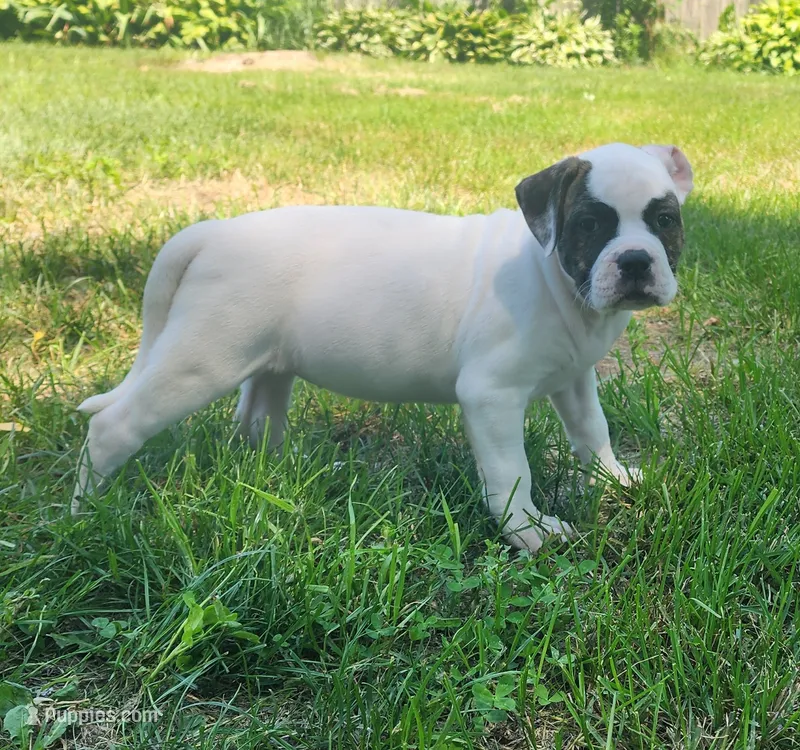 Mask – American Bully puppy for sale in Star Prairie, WI