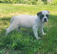 Mask, a female American Bully for sale in Star Prairie, WI – 1 of 5