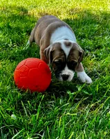 Arrow Female, a female American Bully for sale in Star Prairie, WI – 3 of 4