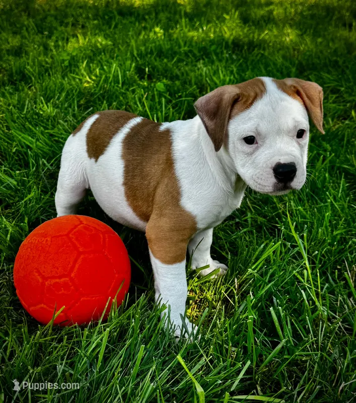 Five – American Bully puppy for sale in Star Prairie, WI