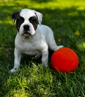 Mask, a female American Bully for sale in Star Prairie, WI – 3 of 5