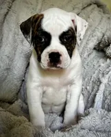 Mask, a female American Bully for sale in Star Prairie, WI – 2 of 5