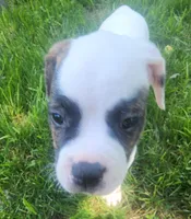 Mask, a female American Bully for sale in Star Prairie, WI – 4 of 5