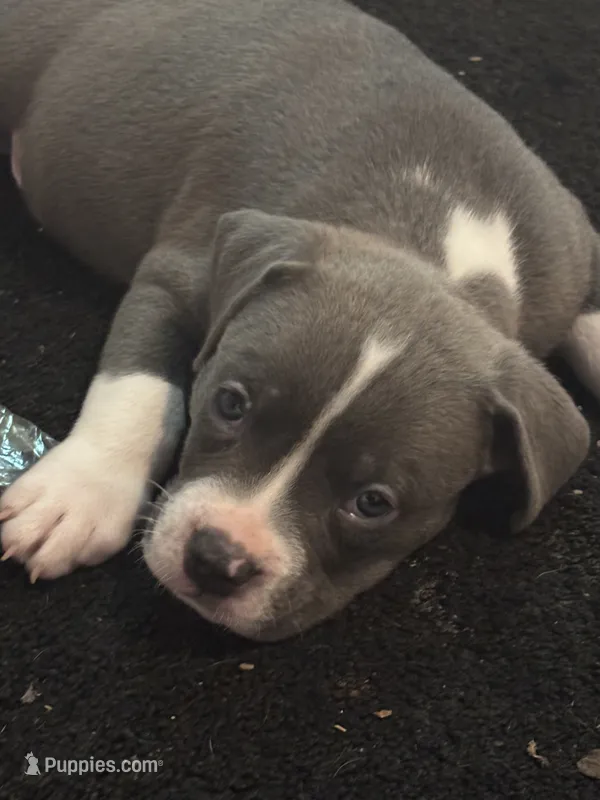 BJ – American Bully, American Pit Bull Terrier puppy for sale in Indianapolis, IN