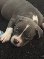 BJ, a male American Bully and American Pit Bull Terrier for sale in Indianapolis, IN – 1 of 1