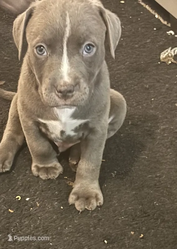 Smokey – American Bully, American Pit Bull Terrier puppy for sale in Indianapolis, IN