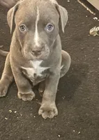 Smokey, a male American Bully and American Pit Bull Terrier for sale in Indianapolis, IN – 1 of 1