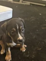 Papa, a male American Bully and American Pit Bull Terrier for sale in Indianapolis, IN – 1 of 1