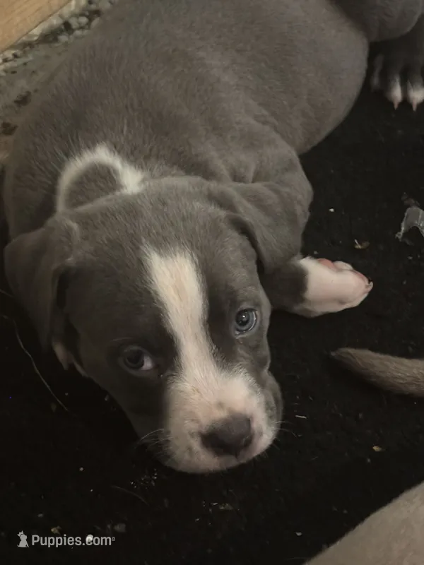 Princess – American Bully, American Pit Bull Terrier puppy for sale in Indianapolis, IN