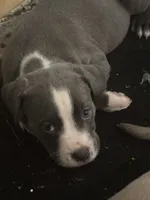 Princess, a female American Bully and American Pit Bull Terrier for sale in Indianapolis, IN – 1 of 1
