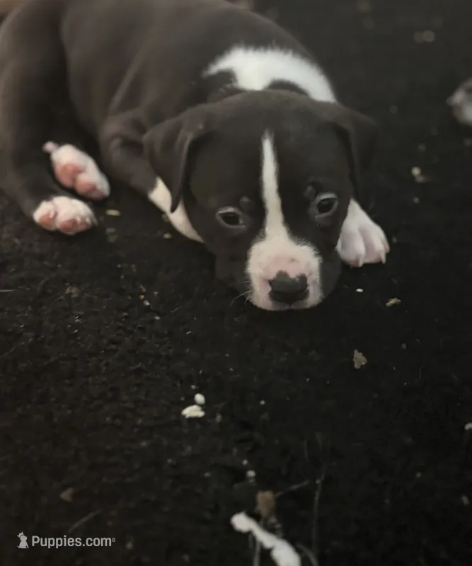 Trouble  – American Bully, American Pit Bull Terrier puppy for sale in Indianapolis, IN