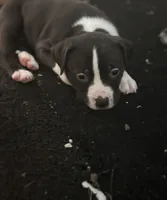 Trouble , a female American Bully and American Pit Bull Terrier for sale in Indianapolis, IN – 1 of 1