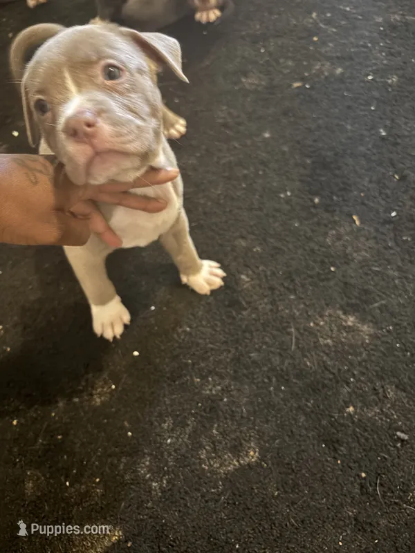 Granny – American Bully, American Pit Bull Terrier puppy for sale in Indianapolis, IN