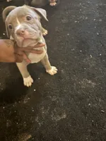 Granny, a female American Bully and American Pit Bull Terrier for sale in Indianapolis, IN – 1 of 1
