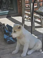 Female  , a female Central Asian Shepherd for sale in Edgar Springs, MO – 3 of 4
