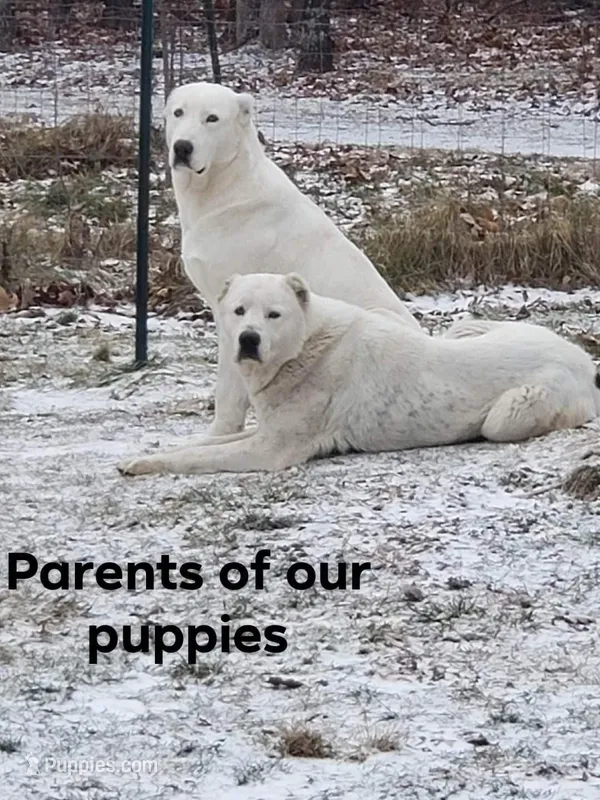 Female   – Central Asian Shepherd puppy for sale in Edgar Springs, MO