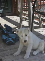 Female  , a female Central Asian Shepherd for sale in Edgar Springs, MO – 4 of 4