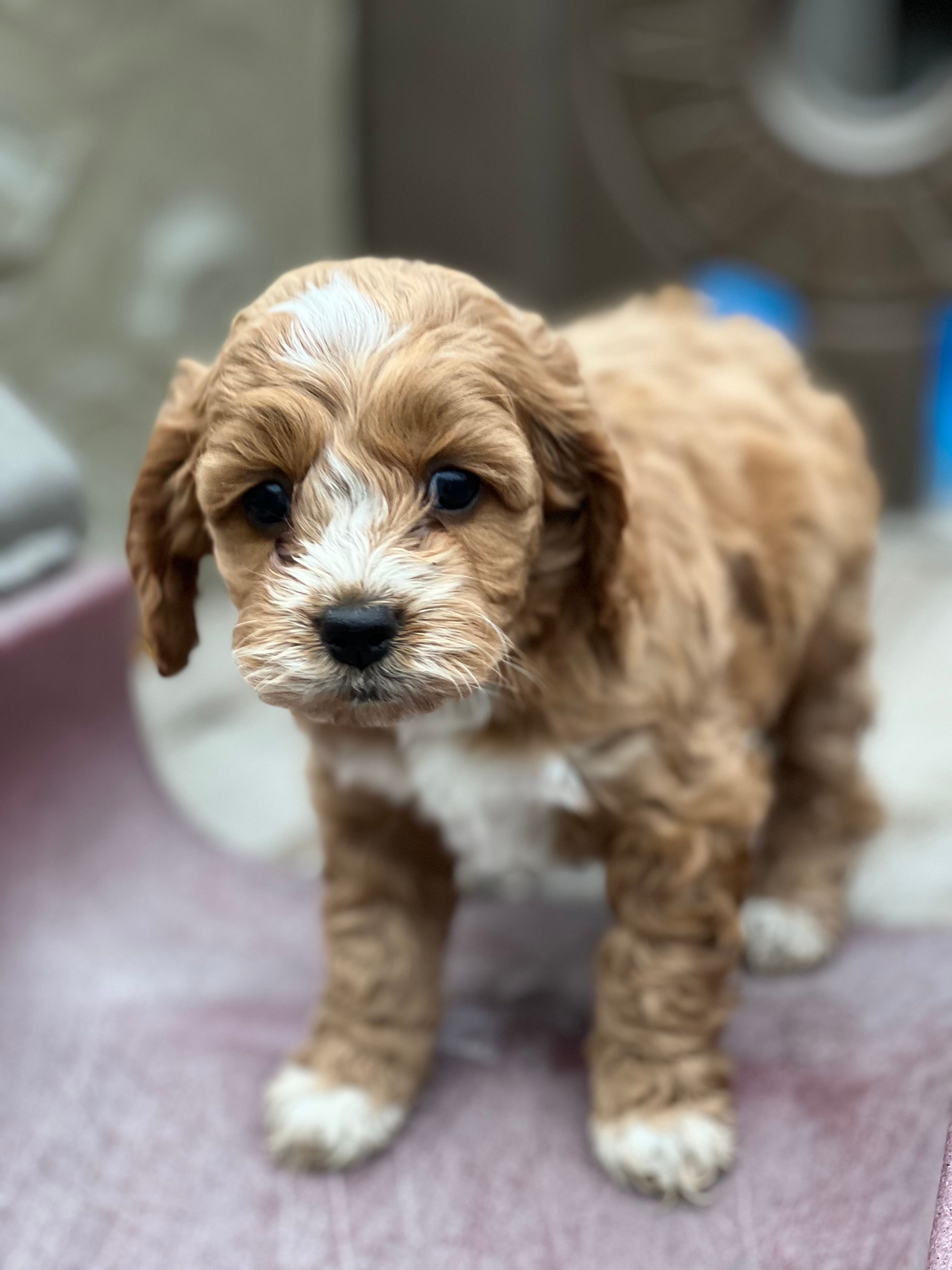 Oliver is a Cockapoo and Poodle - Toy puppy for sale in Antelope, CA