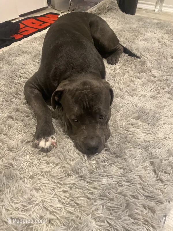 Blue – Cane Corso puppy for sale in Buda, TX