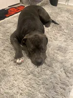 Blue, a male Cane Corso for sale in Buda, TX – 1 of 4