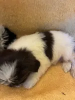 Smarty Pants , a male Shihpoo and Poodle - Miniature  for sale in Wayne, PA – 6 of 9