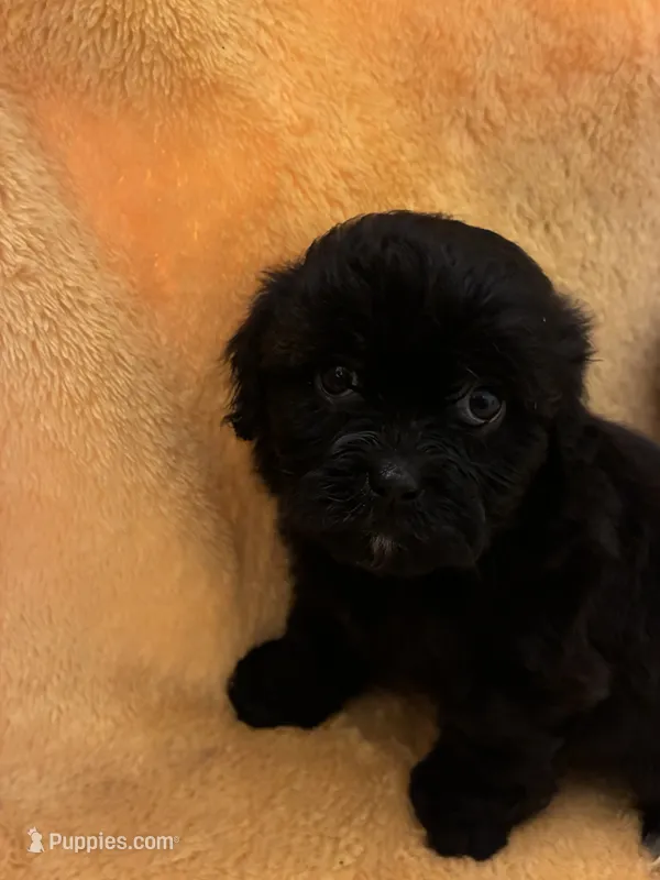 Choco Choco  – Shihpoo puppy for sale in Wayne, PA