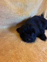 Dark Night , a male Shihpoo for sale in Wayne, PA – 4 of 10