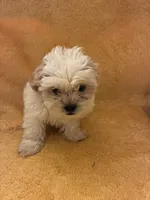 Teddy Bear , a male Shih Tzu for sale in Wayne, PA – 10 of 10