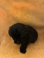 Choco Choco , a male Shihpoo for sale in Wayne, PA – 6 of 9